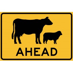 STOCK CATTLE AHEAD