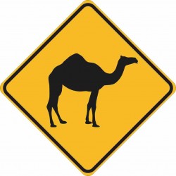 WARNING CAMEL